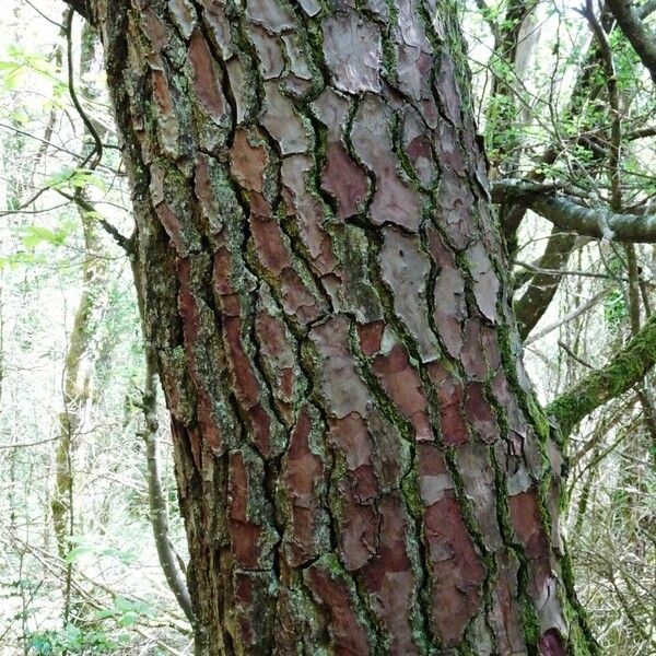 Pinus pinaster പുറംതൊലി