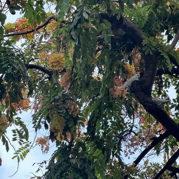 Cassia javanica Žiedas