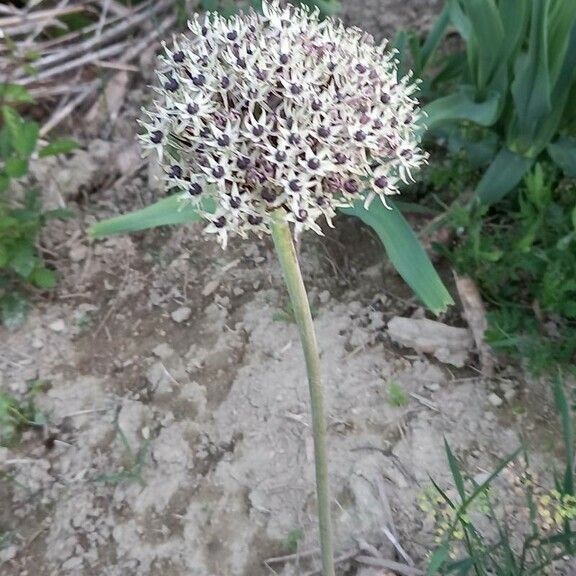 Allium cyrilli Flor