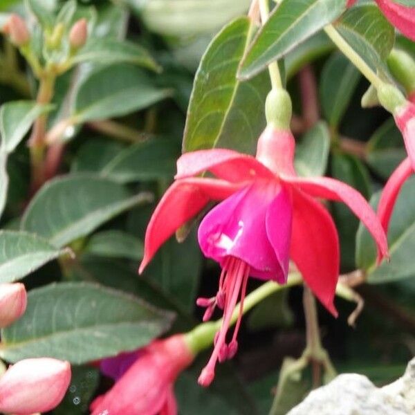 Fuchsia magellanica Flower