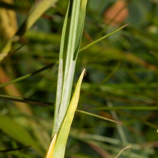 Carex vaginata Gyümölcs