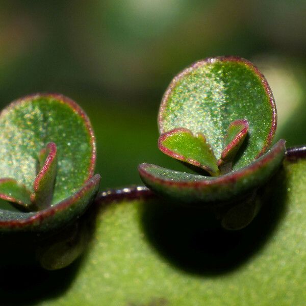 Kalanchoe daigremontiana Leaf