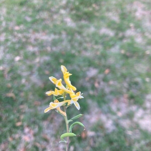 Corydalis aurea Fiore