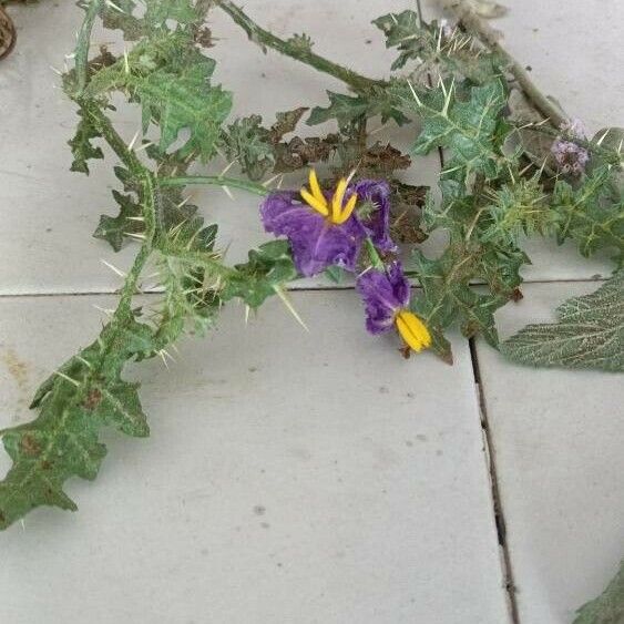 Solanum virginianum Floro