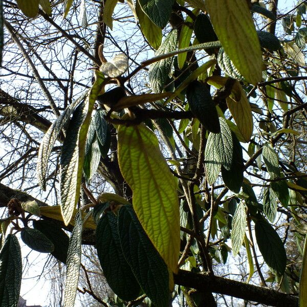 Viburnum rhytidophyllum Листок