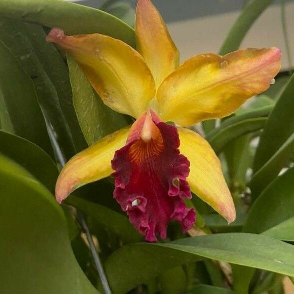 Cattleya spp. Flower