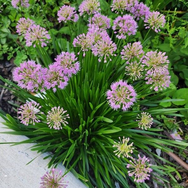 Allium angulosum फूल