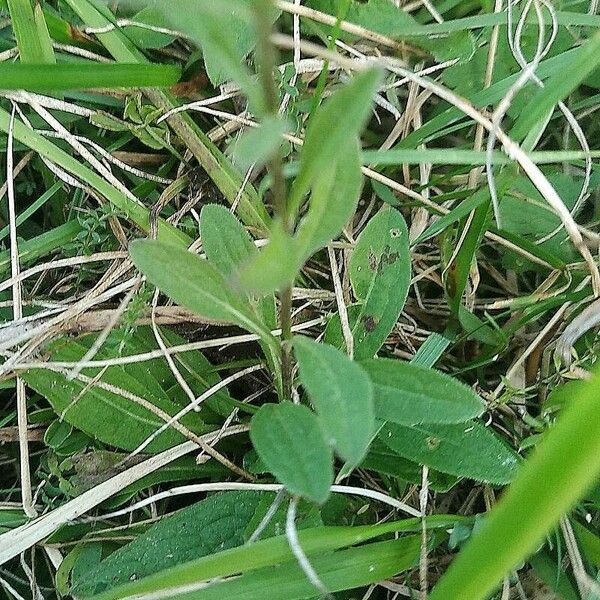 Centaurea nigra Leaf