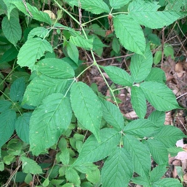 Rubus canadensis 叶