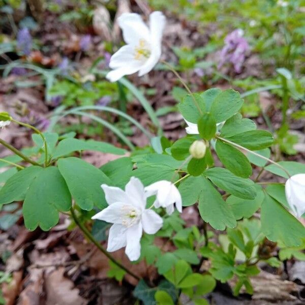 Isopyrum thalictroides Floro