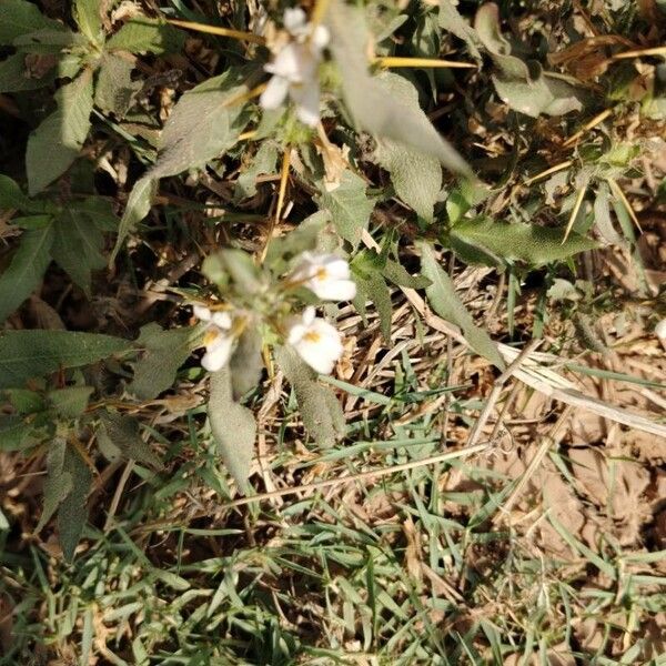 Hygrophila auriculata Kvet