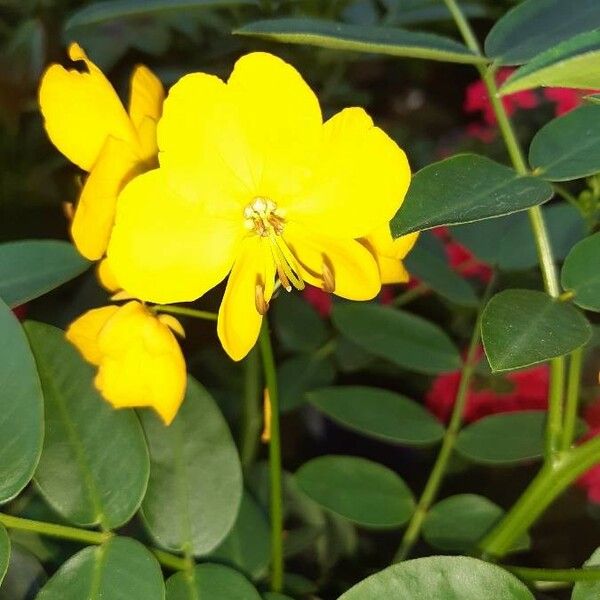 Cassia occidentalis Flor