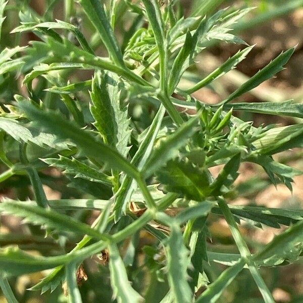 Ammi majus Листок