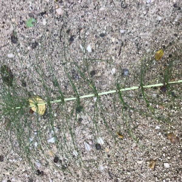 Equisetum telmateia Leaf