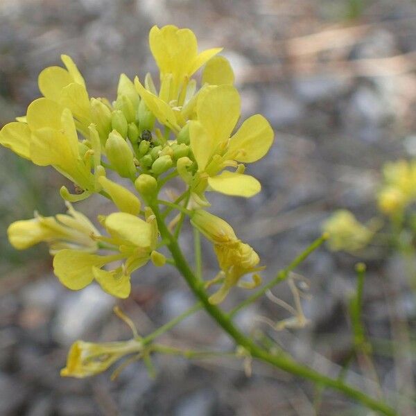 Barbarea verna Flower