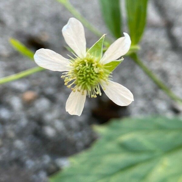 Geum laciniatum Flor