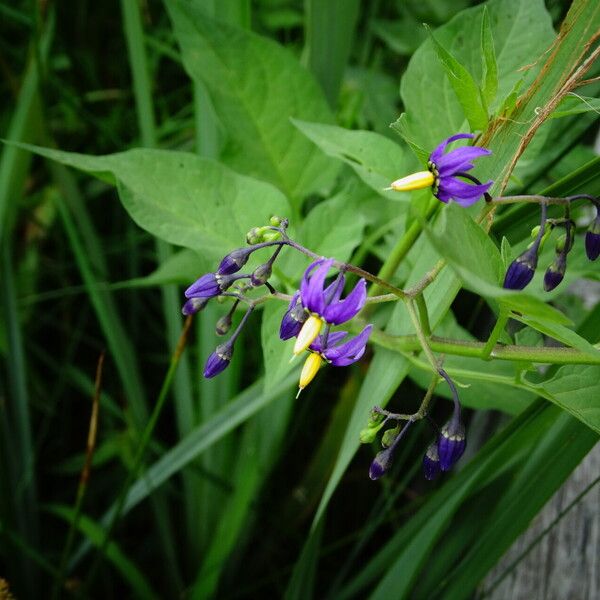 Solanum dulcamara Flor