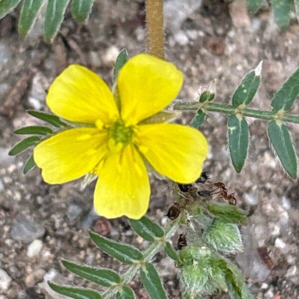 Tribulus terrestris Kwiat