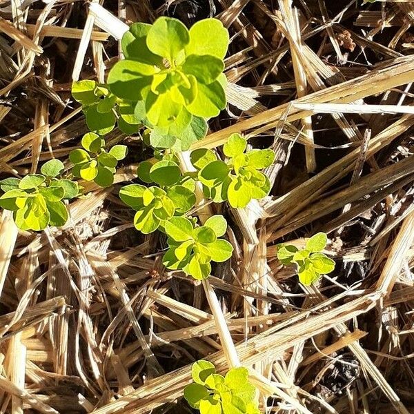 Euphorbia peplus Feuille