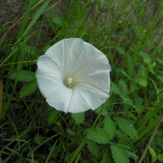 Ipomoea tenuiloba Λουλούδι