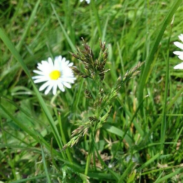 Poa pratensis Цвят