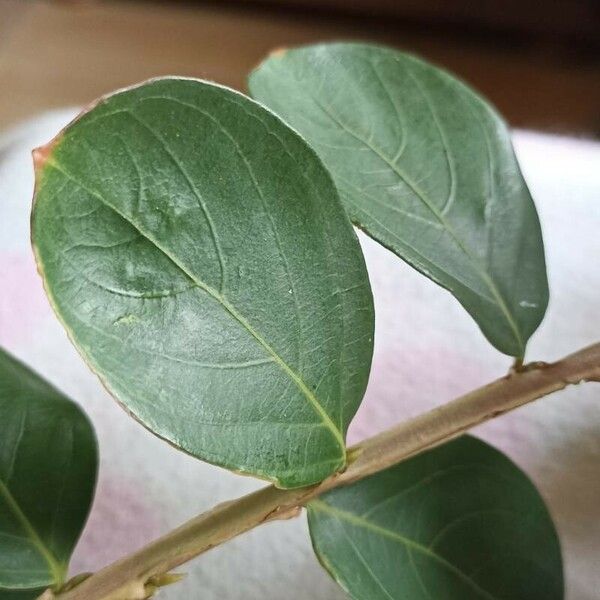 Lagerstroemia speciosa Leaf