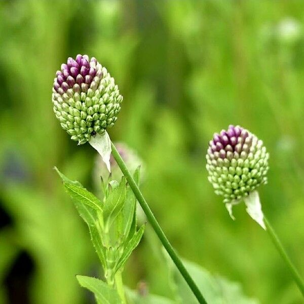 Allium sphaerocephalon फूल