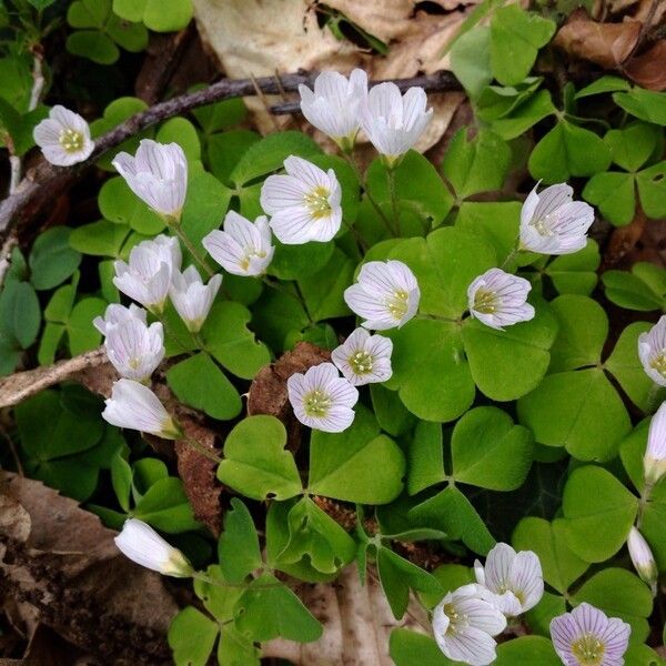 Oxalis acetosella Blomma