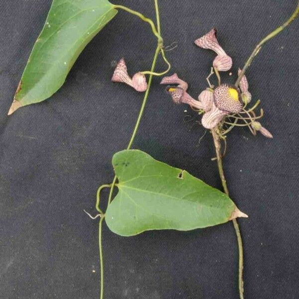 Aristolochia triangularis Лист