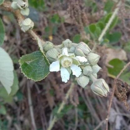 Rubus ellipticus Folio