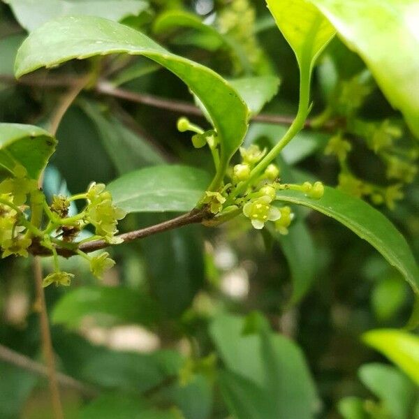 Elaeodendron croceum 花