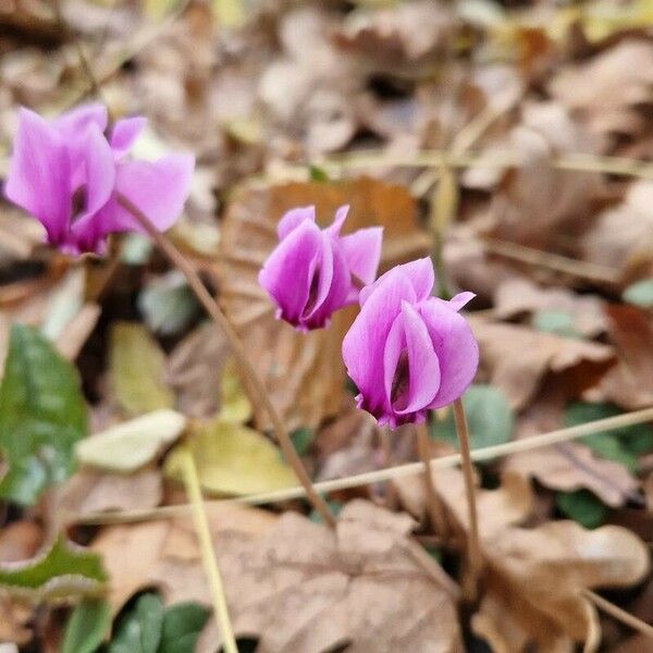 Cyclamen purpurascens 花