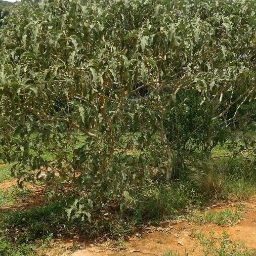 Solanum lycocarpum (Wolf apple)