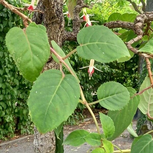 Fuchsia magellanica Feuille