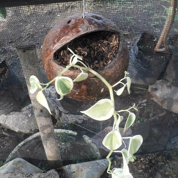 Peperomia serpens Blad