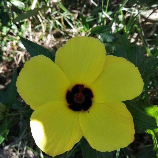 Hibiscus surattensis Květ