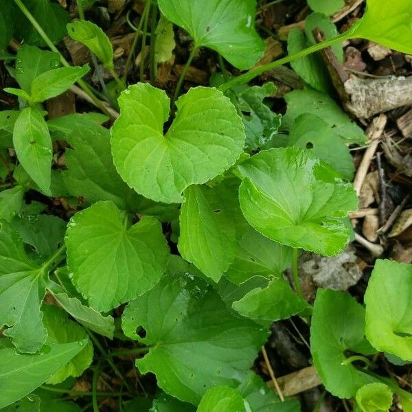 Viola pubescens Leaf