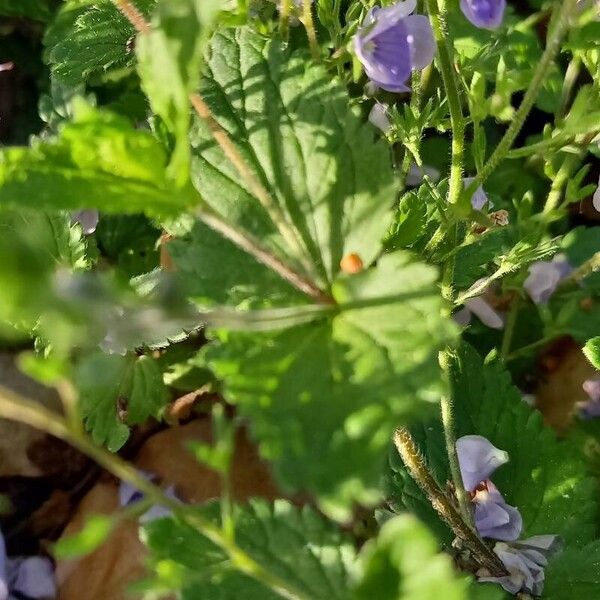 Veronica chamaedrys Leaf