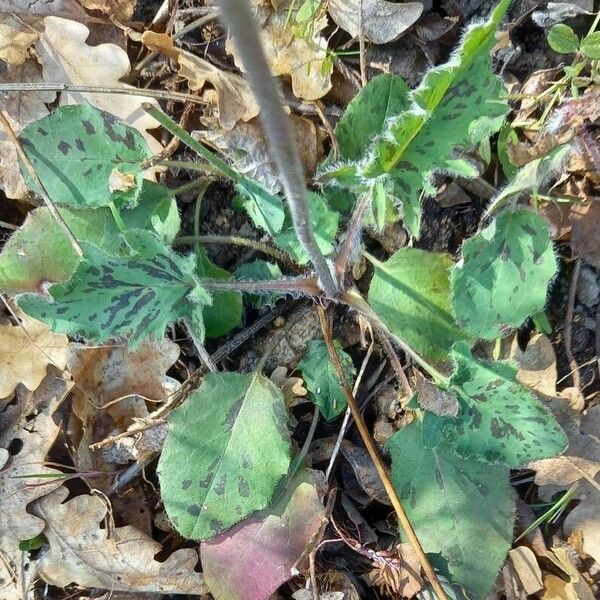 Hieracium glaucinum Leaf