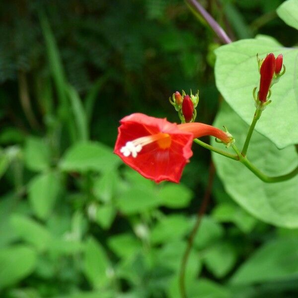 Ipomoea hederifolia Blüte