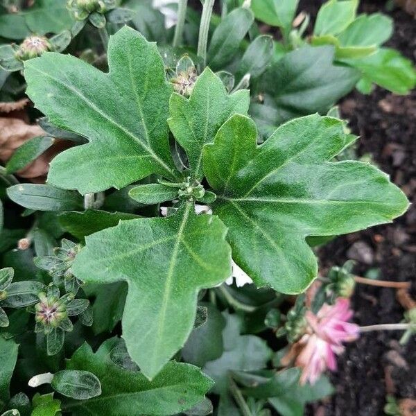 Callistephus chinensis Blad