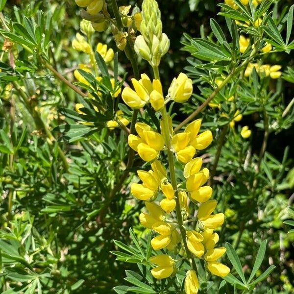 Lupinus arboreus Fiore