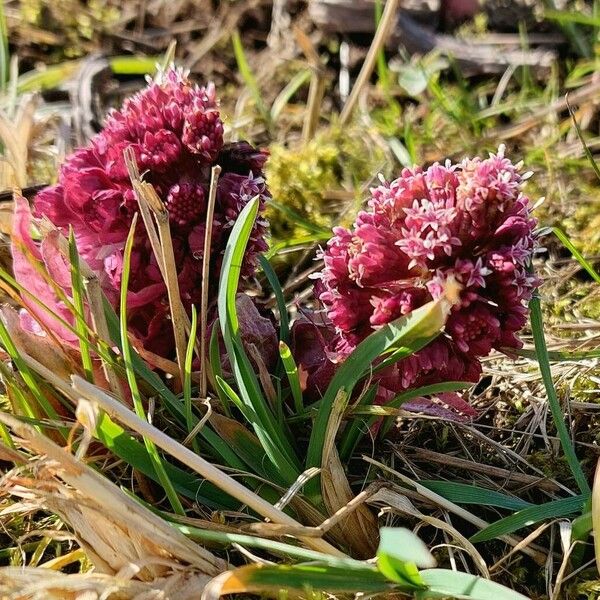 Petasites hybridus Blomma