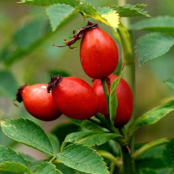 Rosa canina ᱡᱚ