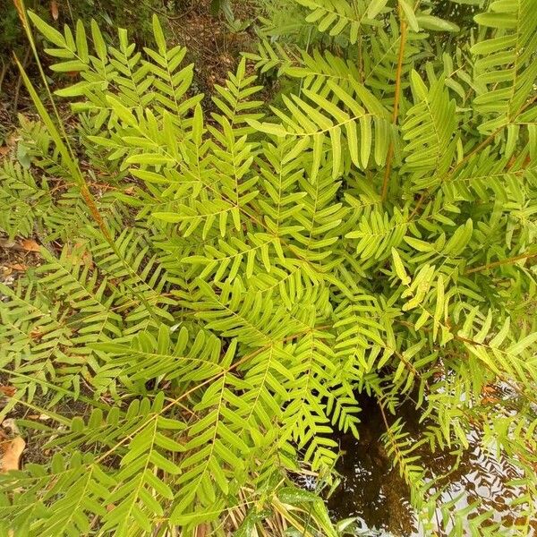 Osmunda regalis Hábitos