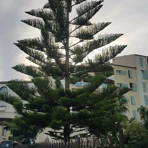 Araucaria heterophylla Ліст