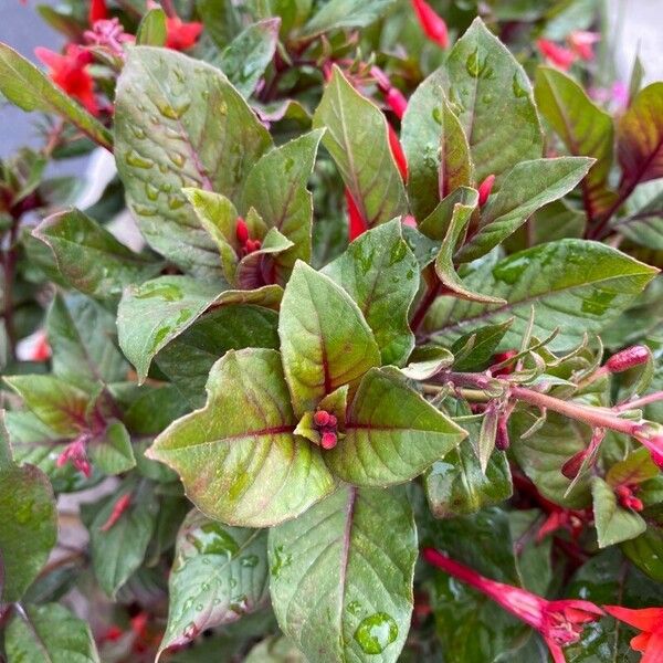 Fuchsia triphylla Blad