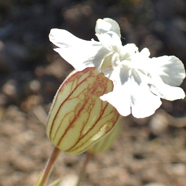 Silene zawadzkii Flower