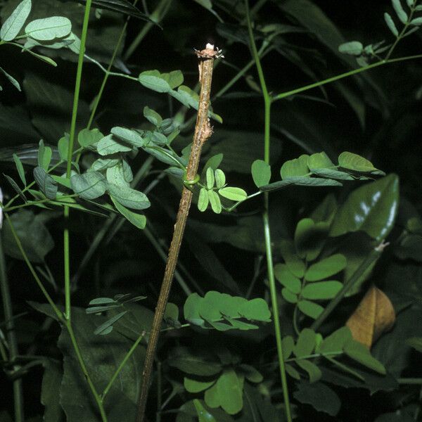 Entada polystachya Bark