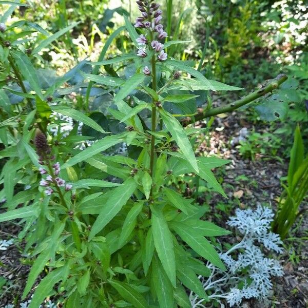 Stachys palustris Folla